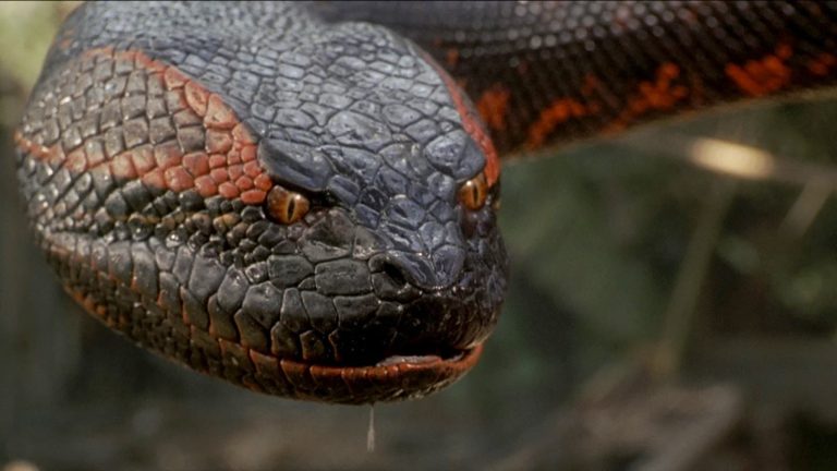 The Biggest Snake In The World Captured