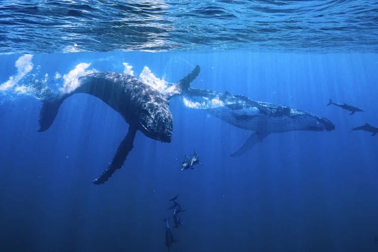 Watch This Dolphin Follow a Whale To the Bottom of the Ocean
